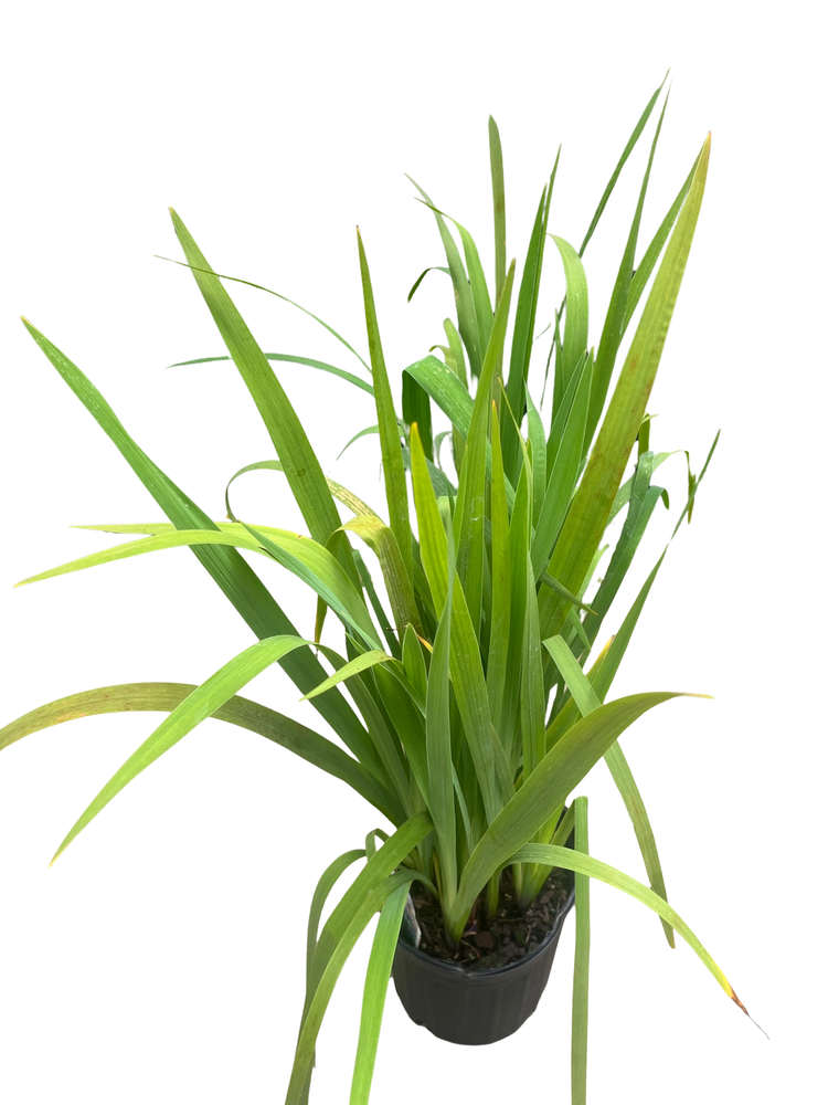 Blue Flag Iris Perennial - Iris versicolor - Gallon Pot