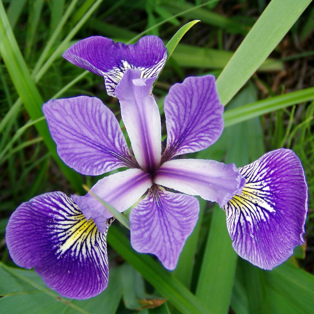 Blue Flag Iris Perennial - Iris versicolor - Gallon Pot