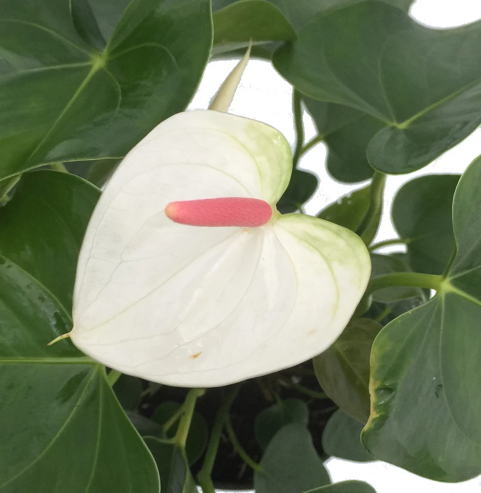 Beauty White Heart Anthurium Plant -Blooming House Plant - 6" Pot