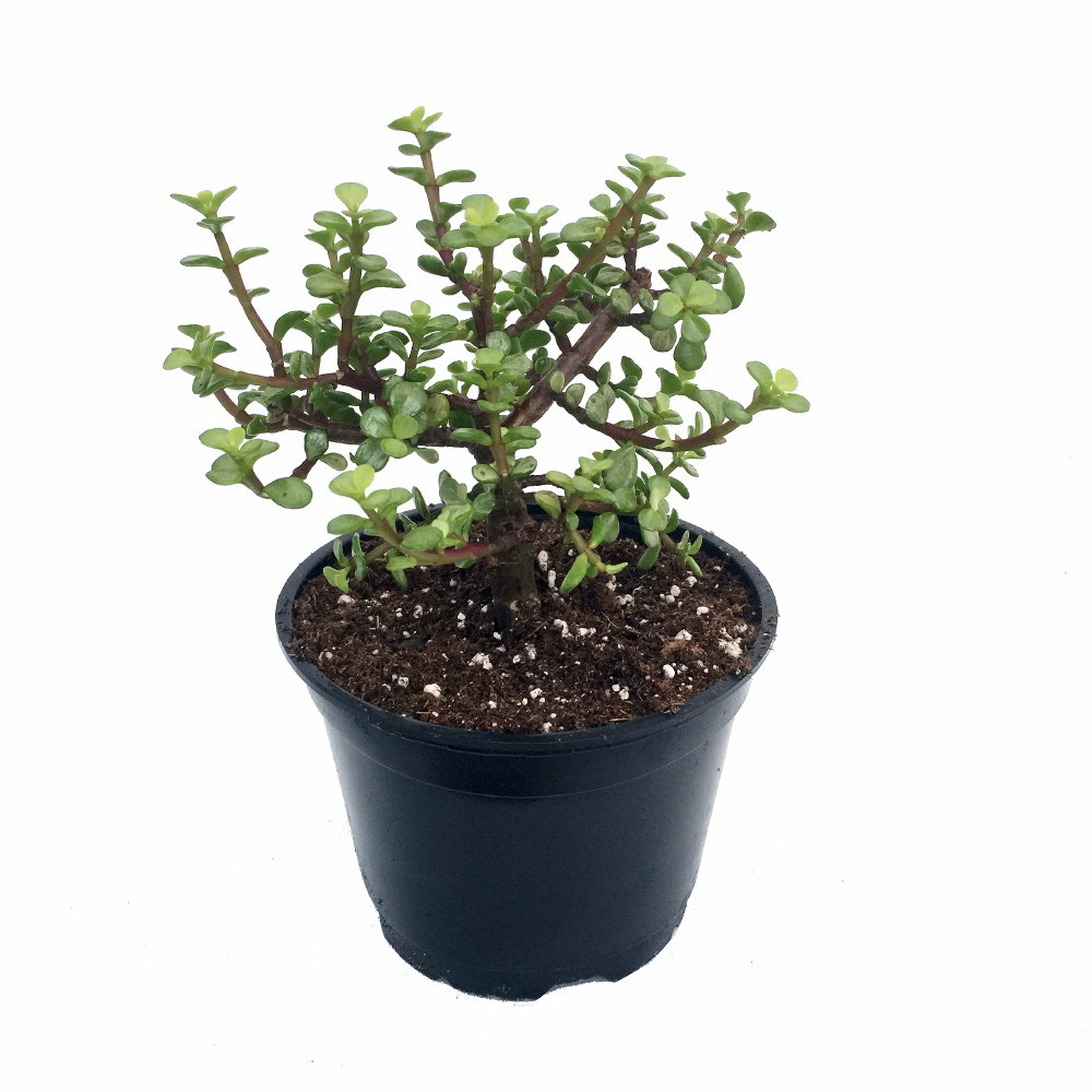 Spekboom Creme & Green Mini Jade Plant - Portulacaria afra - 6" Pot