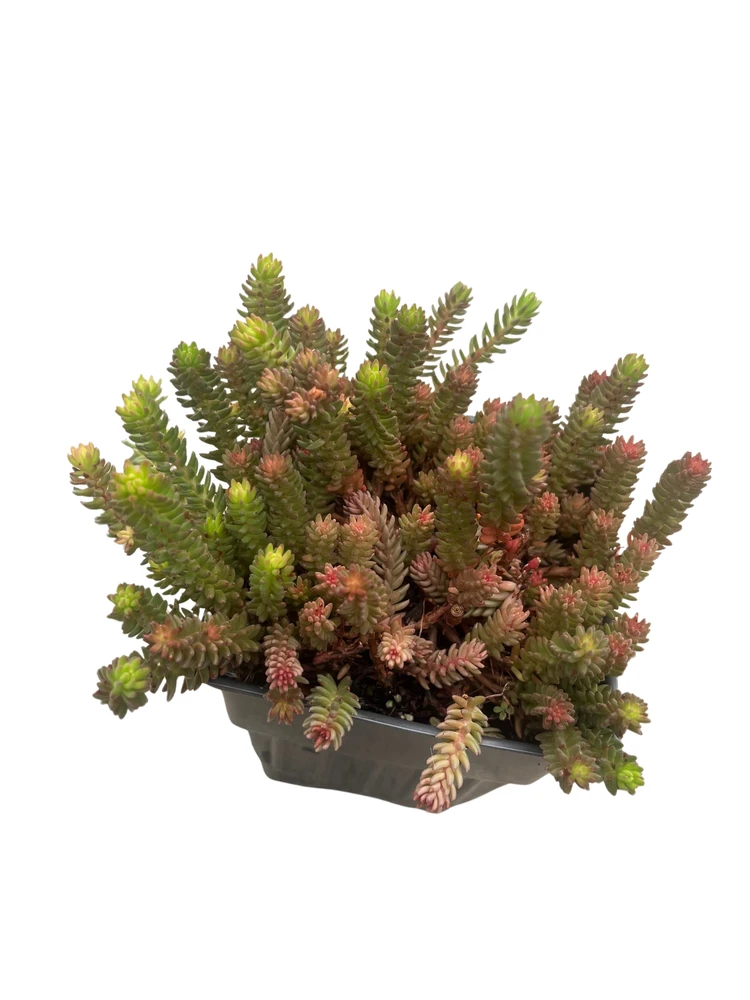 Red Wiggle Stonecrop Perennial - Sedum - Loves the Sun - Live Plant - Quart Pot