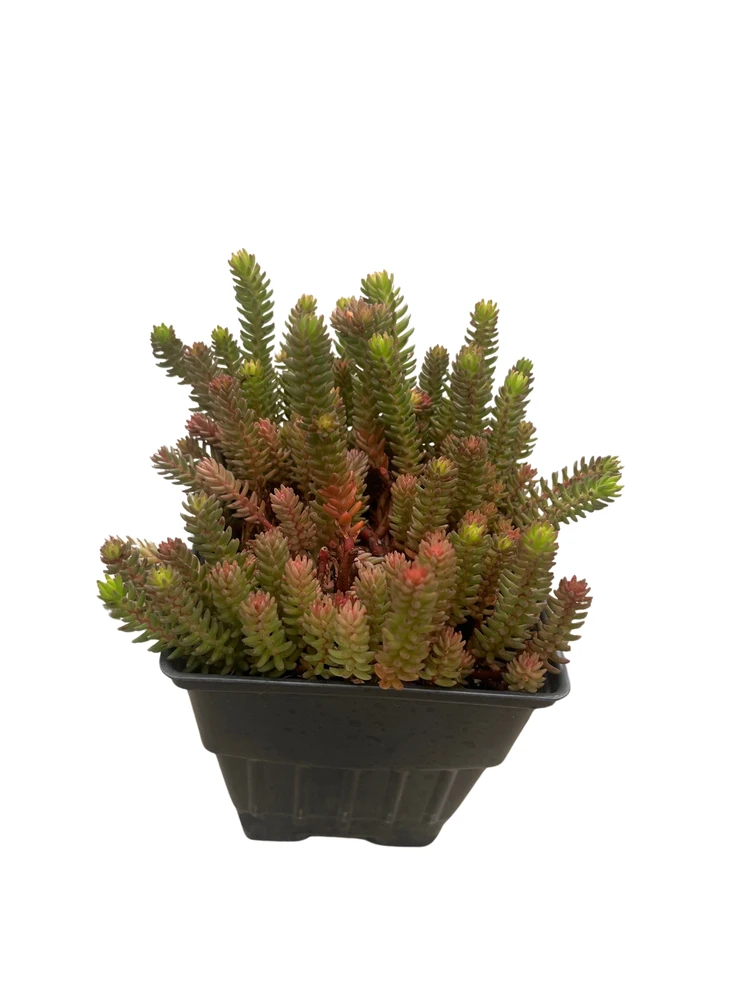 Red Wiggle Stonecrop Perennial - Sedum - Loves the Sun - Live Plant - Quart Pot