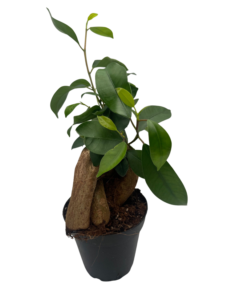 Chinese Ginseng Ficus Bonsai Tree - 4" Pot - House Plant or Bonsai