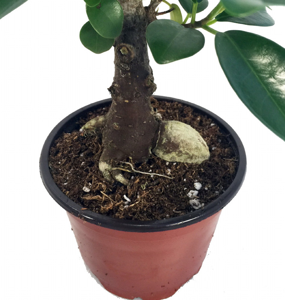 Chinese Ginseng Ficus Bonsai Tree - 4" Pot - House Plant or Bonsai