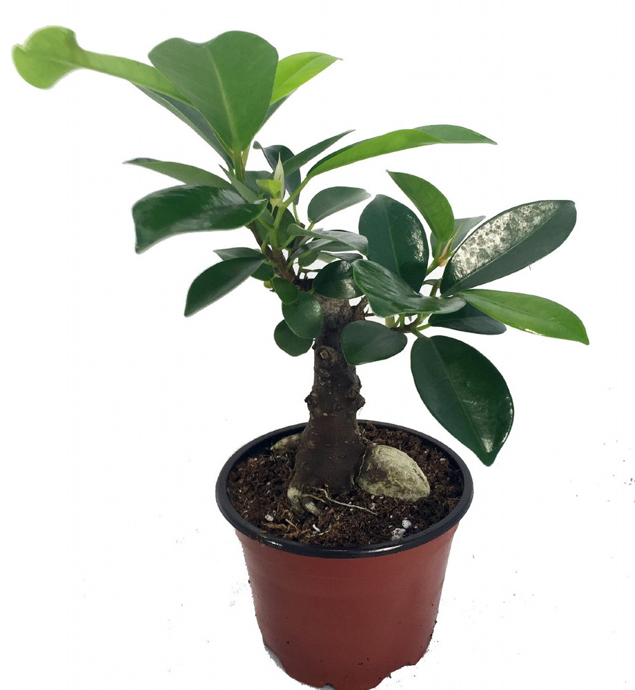 Chinese Ginseng Ficus Bonsai Tree - 4" Pot - House Plant or Bonsai