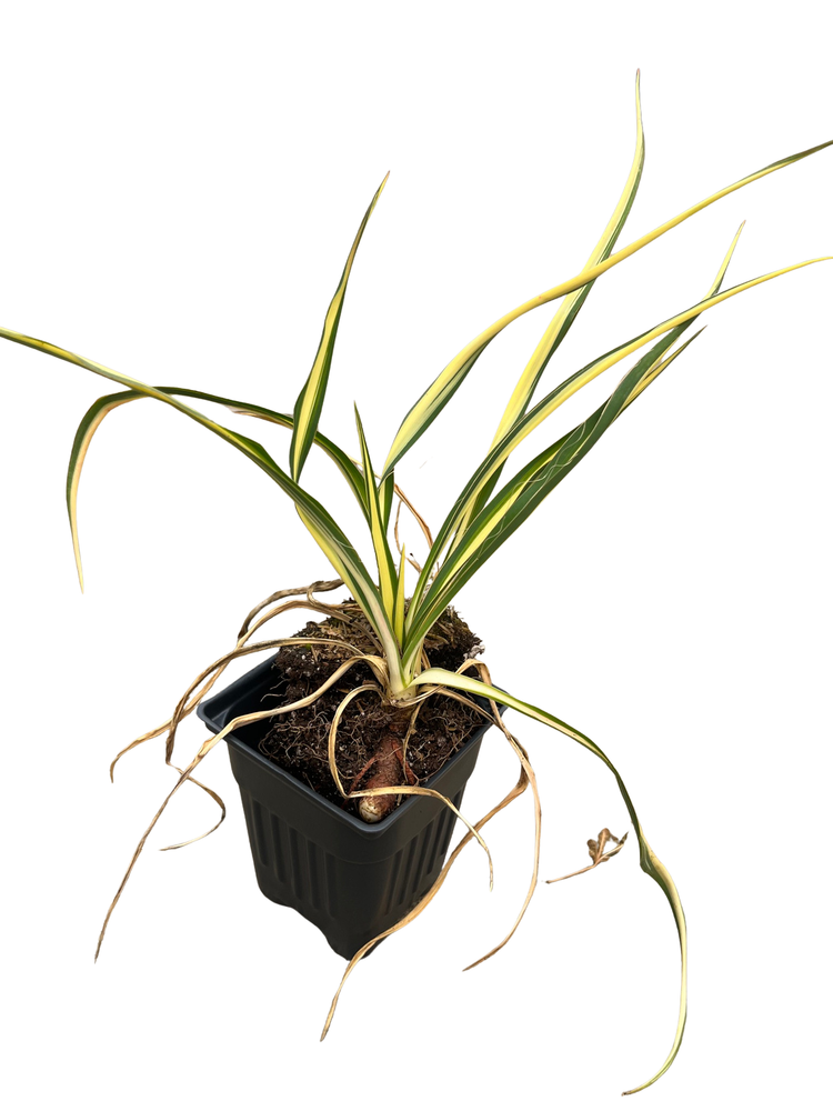 Color Guard Yucca Plant - Adam's Needle - 4" Pot - Low Maintenance