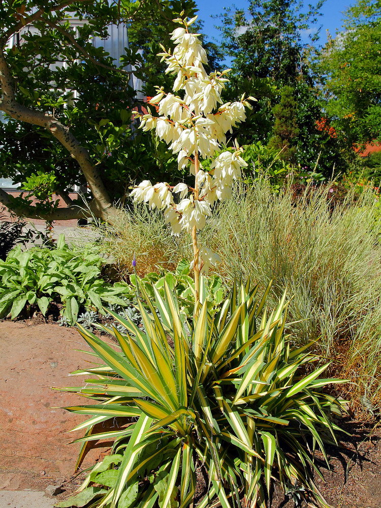 Color Guard Yucca Plant - Adam's Needle - 2.5" Pot - Low Maintenance