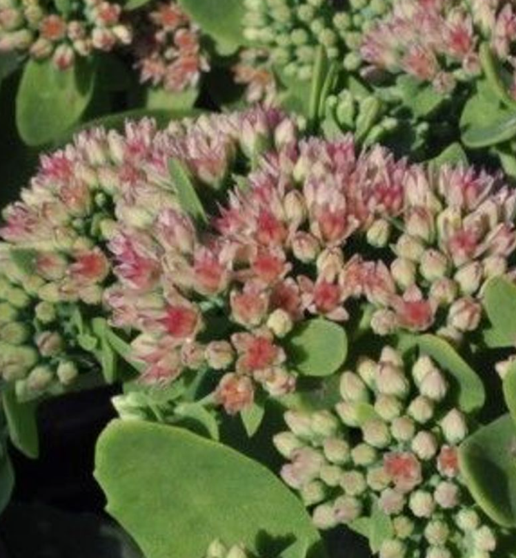 Autumn Joy Stonecrop Perennial -  Quart Pot