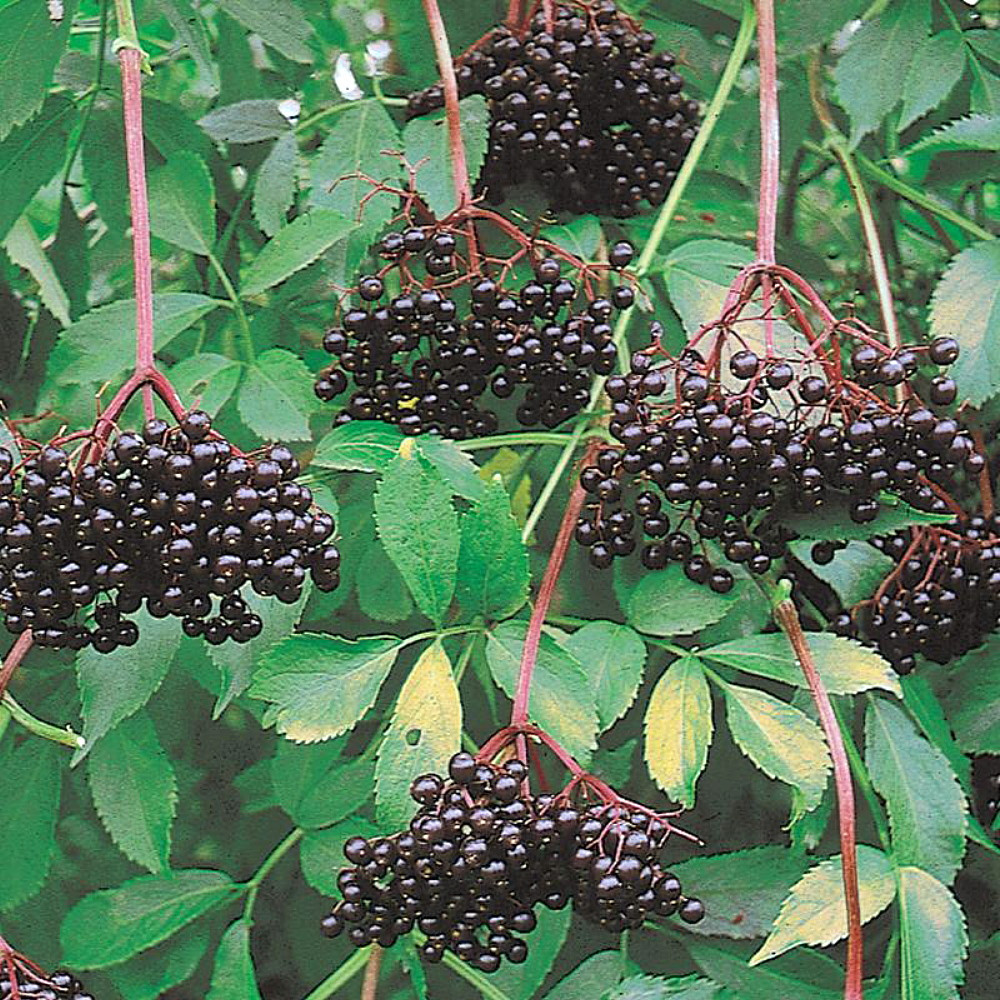 Johns Elderberry Perennial Shrub - Sambucus - Native - 3.25" Pot