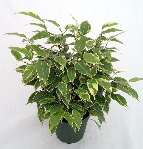 Starlite Express  Weeping Fig Tree - Ficus benjamina - 4" Pot