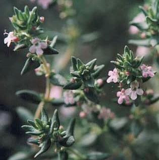 French Thyme Herb - Thymus Vulgaris - Live Plant - 3"  Pot