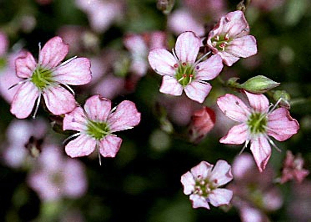 Pink Creeping Babies Breath Plant - Gypsophila repens rosea - Quart Pot