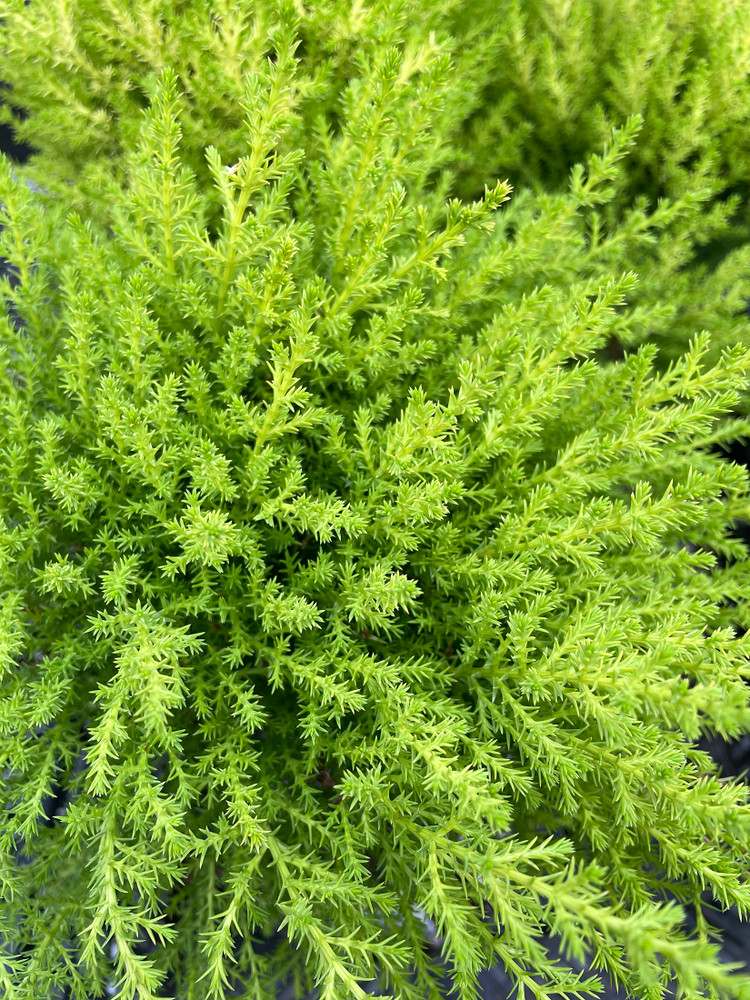 Lemon Scented Goldcrest Cypress Tree - Indoors/Out - 6" Pot