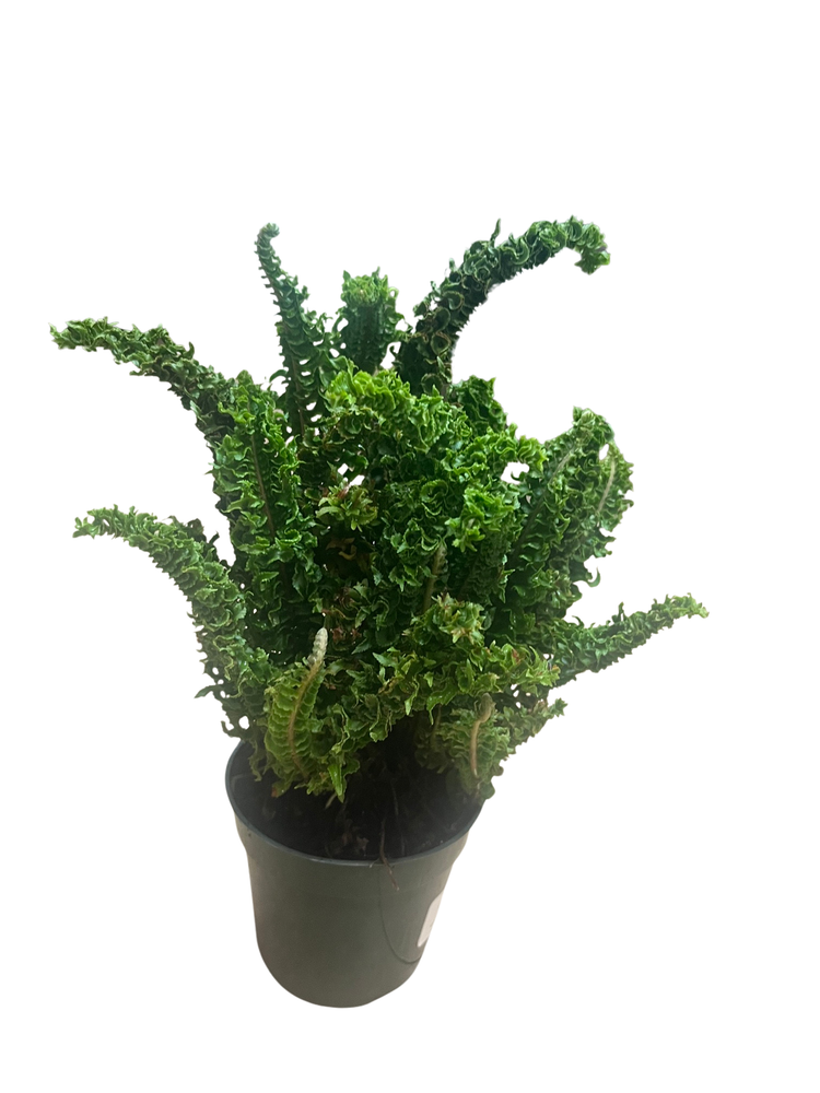 Squiggles Boston Fern - Nephrolensis exalta 'Emina' - 4" Pot