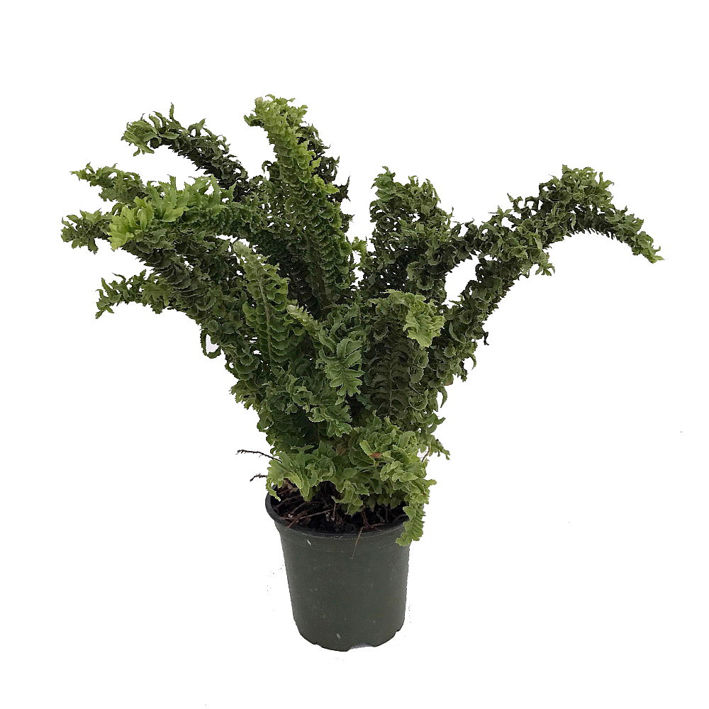 Squiggles Boston Fern - Nephrolensis exalta 'Emina' - 4" Pot