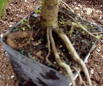 Oriental Weeping Fig Tree - Ficus - Bonsai or House Plant - 4" Pot