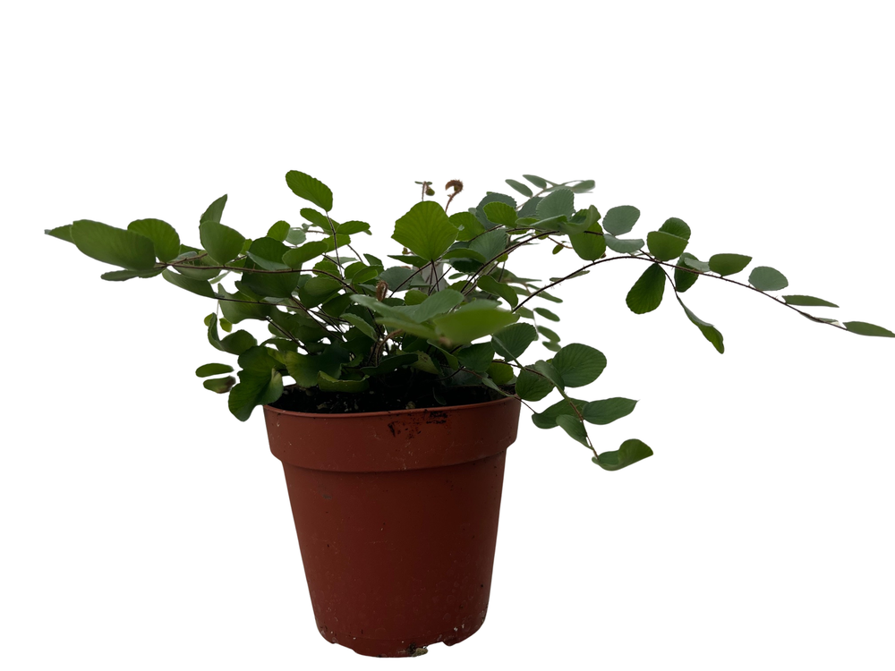 Hirt's Gardens Button Fern - Pellaea rotundifolia - Unusual-4" Pot