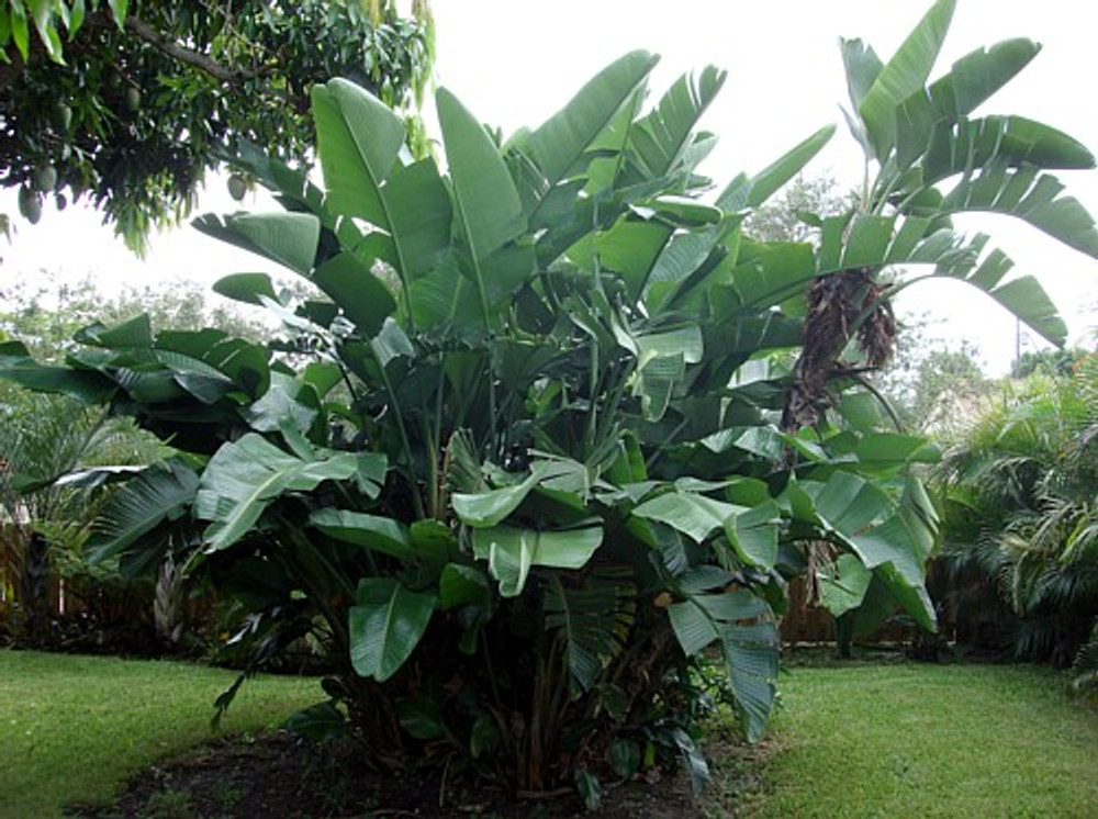 White Bird of Paradise Plant - Strelitzia - 4" Pot - Collector's Series White Bird of Paradise Plant - Strelitzia - 4" Pot - Collector's Series