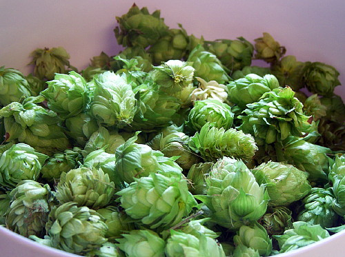 Cascade Beer Hops Vine- Humulus lupulus - Craft Brewer's Favorite - 4" Pot