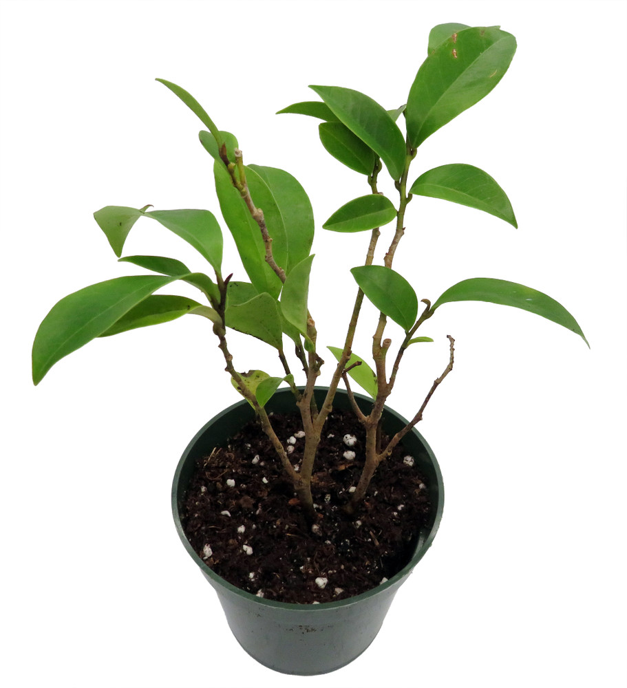 Banana Shrub - Port Wine Shrub - Michelia figo - 4" Pot - Indoors or Out