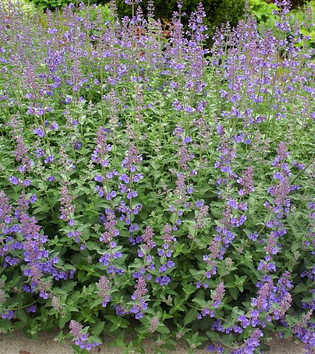 Junior Walker Catmint Perennial - Nepeta faassenii - Shotgun Blooms -Quart Pot