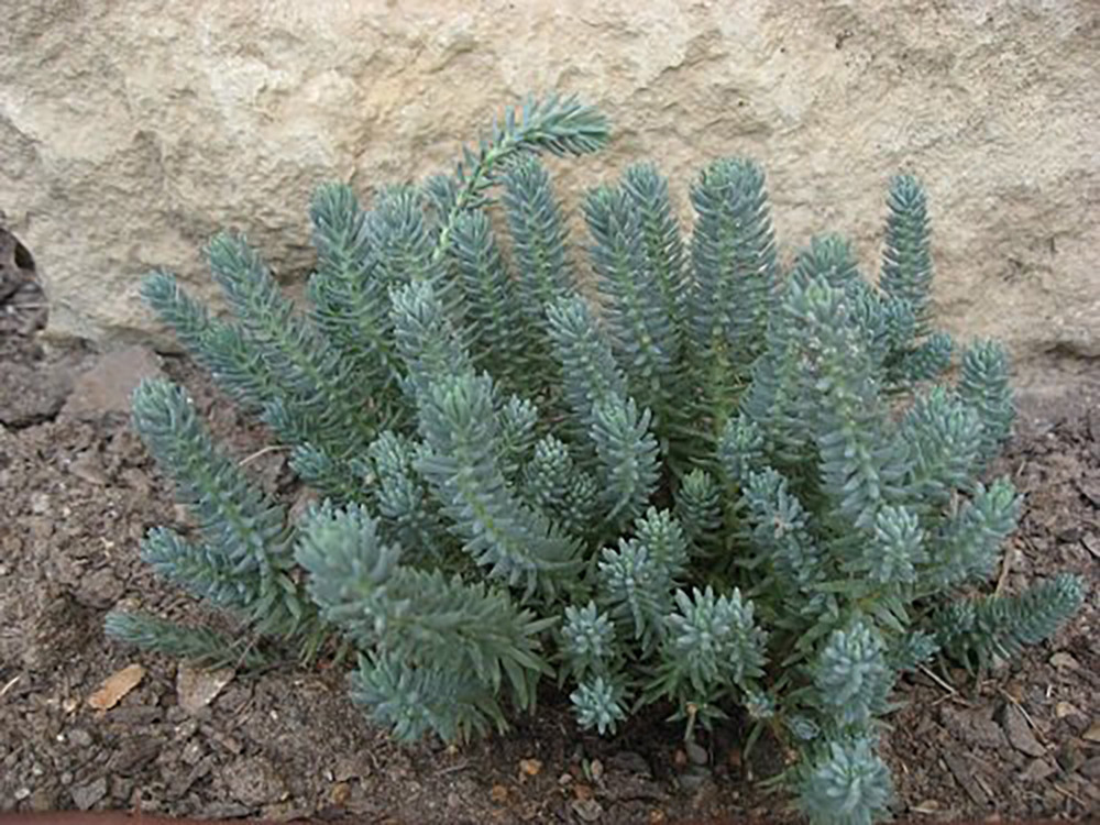 Blue Spruce Sedum - Hardy Perennial Groundcover - 48 Plants - 1 3/4" Pots