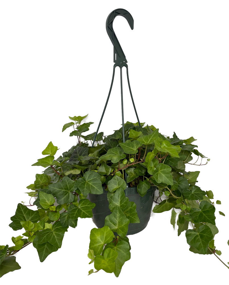 English Ivy - Hedera Helix - 6" Hanging Basket