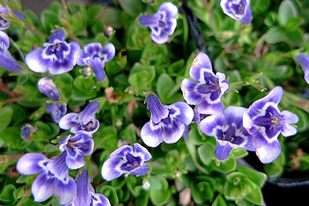 Blue Monkey Flower - Lindernia - 2.5