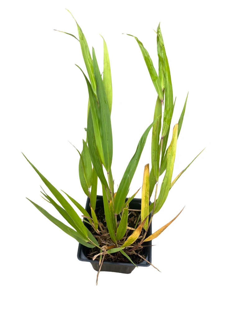 Beni-kaze Japanese Forest Grass - Hakonechloa - Shade Lover - 4" Pot
