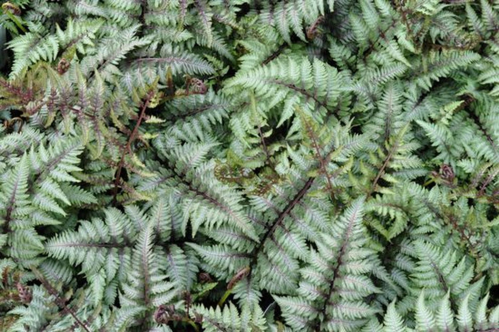 Japanese Painted Fern - Athyrium - Shade Lover - Hardy - Quart Pot