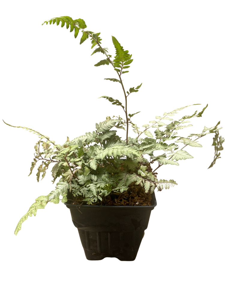 Japanese Painted Fern - Athyrium - Shade Lover - Hardy - Quart Pot
