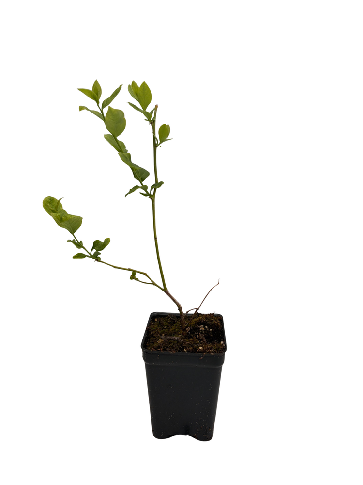 Blueray Blueberry Plant - 20 Pounds of Berries per Bush - 2.5" Pot - No Shipping to Washington State or Oregon