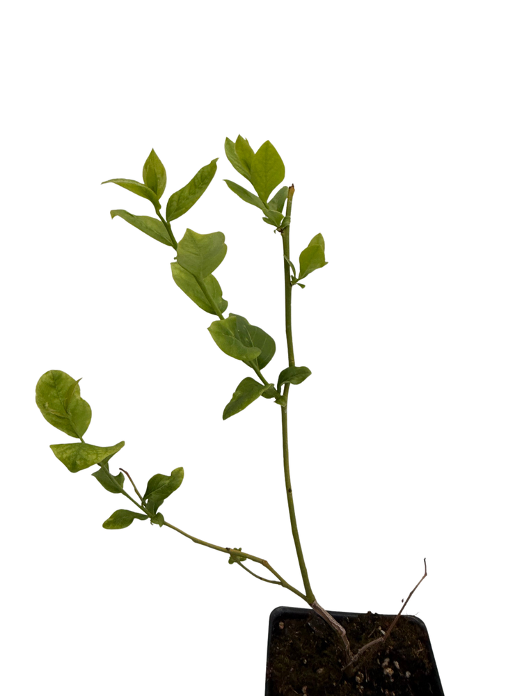 Blueray Blueberry Plant - 20 Pounds of Berries per Bush - 2.5" Pot - No Shipping to Washington State or Oregon