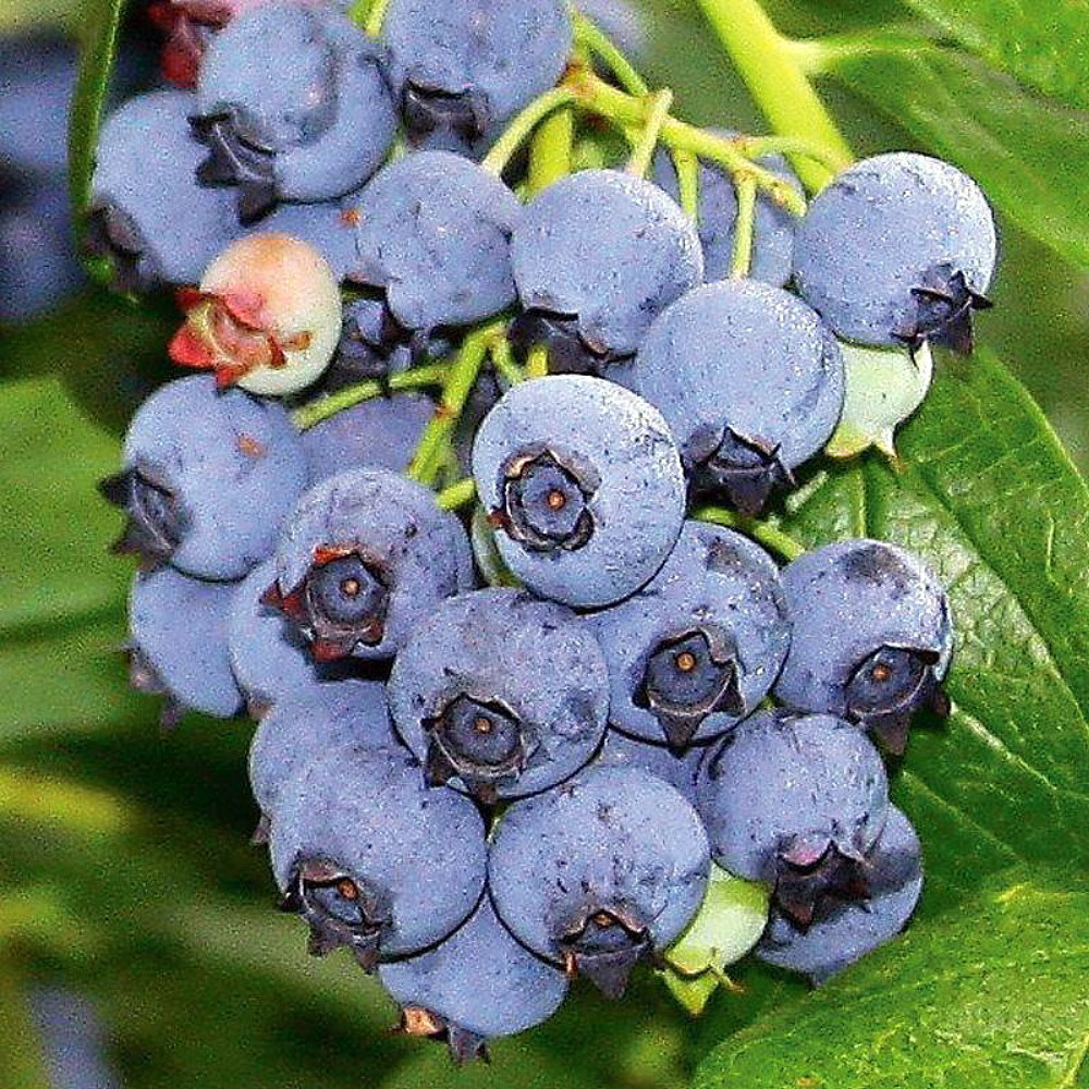Blueray Blueberry Plant - 20 Pounds of Berries per Bush - 2.5" Pot - No Shipping to Washington State or Oregon