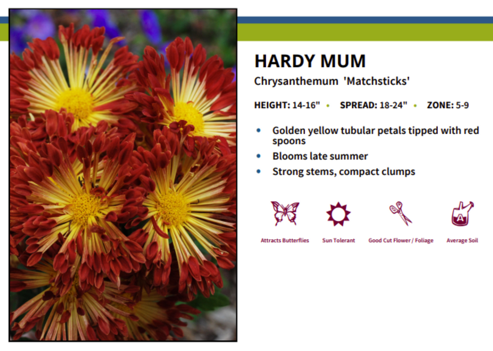 Matchsticks Chrysanthemum - A Truly Hot Perennial - 3" Pot