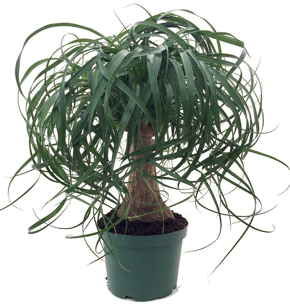 Guatemalan Red Ponytail Palm - Beaucarnea - 6" Pot - Live Plant