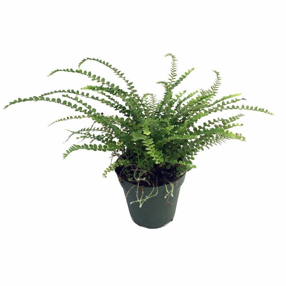 Lemon Button Fern - 3.5" Pot - Nephrolepis cordifolia Duffii - Live Plant
