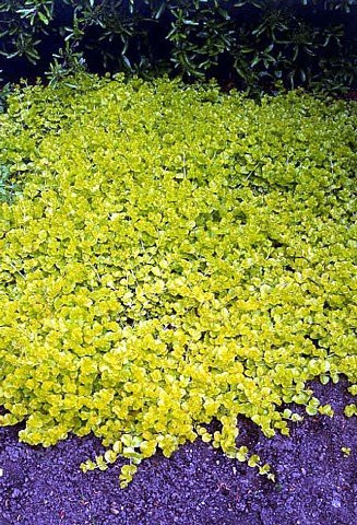 Goldilocks Moneywort Plant - Lysimachia - Creeping Jenny - 48 Plants -1 3/4" Pots