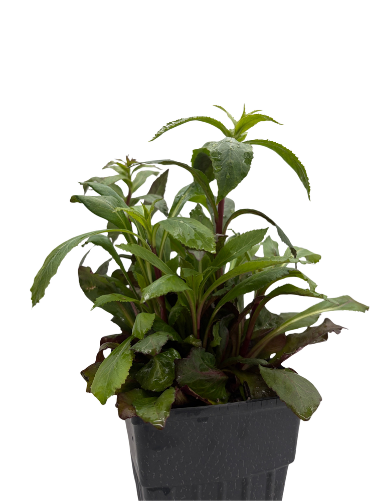 Starship™ Scarlet Cardinal Perennial Plant - Lobelia - Quart Pot