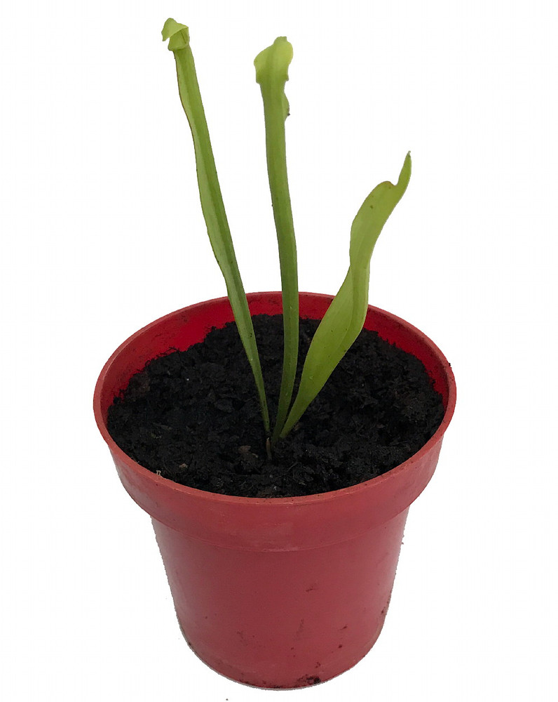 Sweet Pitcher Plant - Sarracenia rubra - Carnivorous - 3" Pot