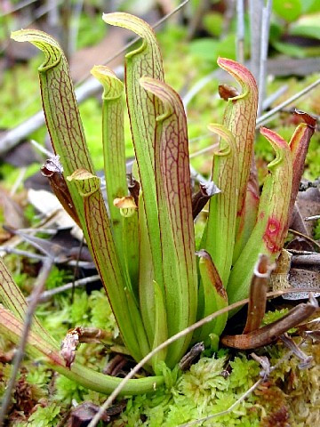 Sweet Pitcher Plant - Sarracenia rubra - Carnivorous - 3" Pot