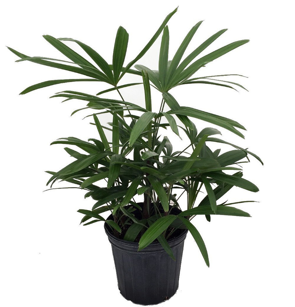 Lady Palm - Rhapis excelsa - House Plant - 6" Pot