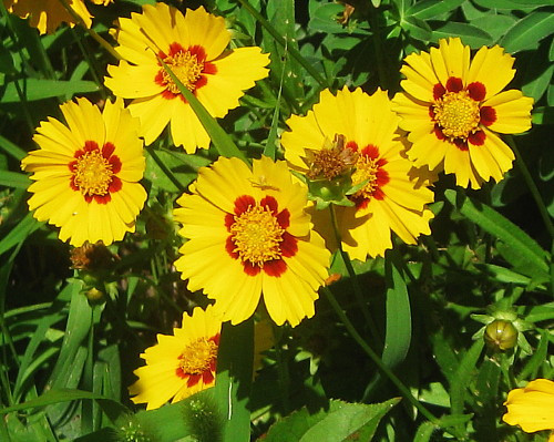 Tequila Sunrise Coreopsis Perennial Plant - Quart Pot
