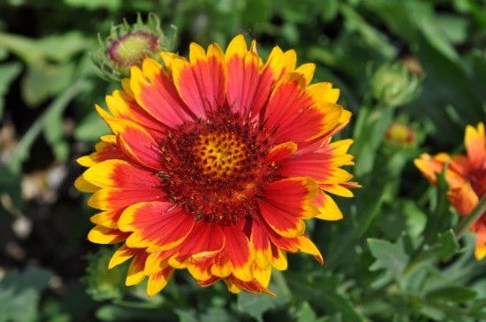 Arizona Sun Blanket Flower Perennial - Gaillardia - Hardy - Quart Pot