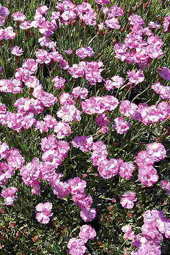 Tiny Rubies Dianthus - Fragrant/Hardy Groundcover - Quart Pot