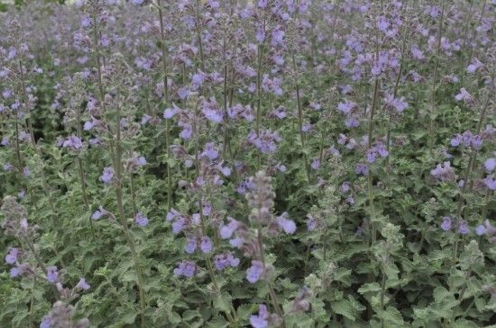 Dropmore Catmint Perennial - Nepeta - Quart Pot