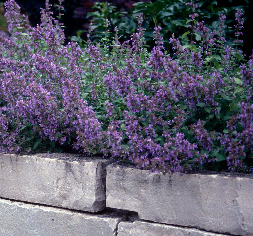Dropmore Catmint Perennial - Nepeta - Quart Pot
