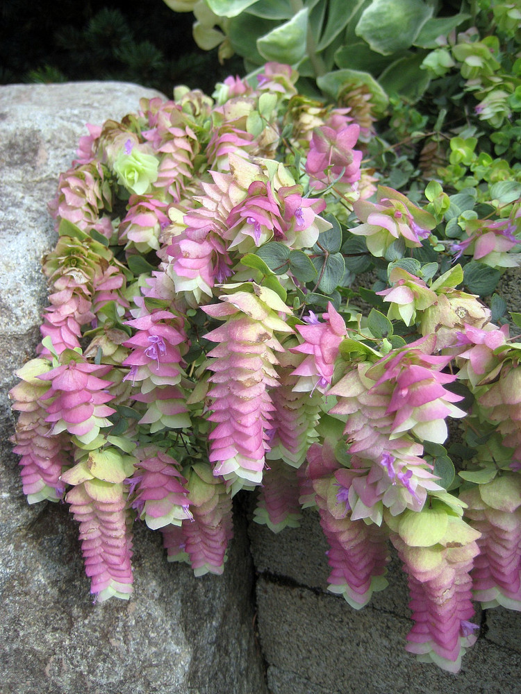 Kent Beauty Oregano Herb - Good Scents - Organum - Quart Pot