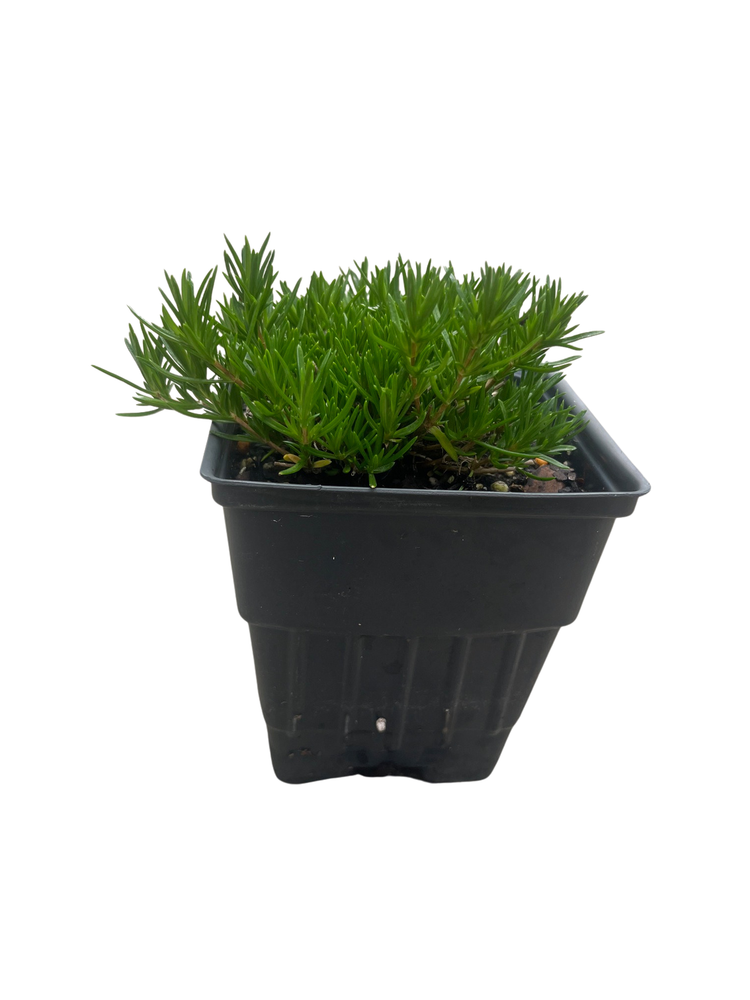 Emerald Blue Creeping Phlox Perennial - Potted - Live Plant -  Quart Pot