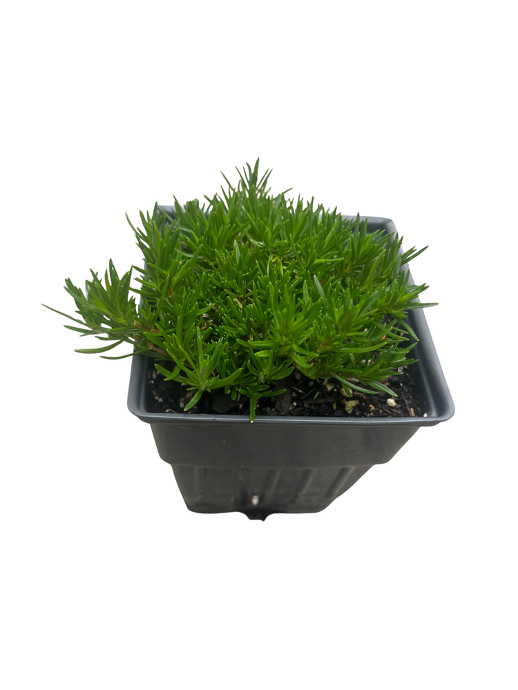 Emerald Blue Creeping Phlox Perennial - Potted - Live Plant -  Quart Pot
